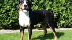 Velika švicarska zeennenhund (fotografija): pes, vedno pripravljen priti na reševanje